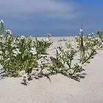 Semesterbostad 4 Star In Henne Henne Strand